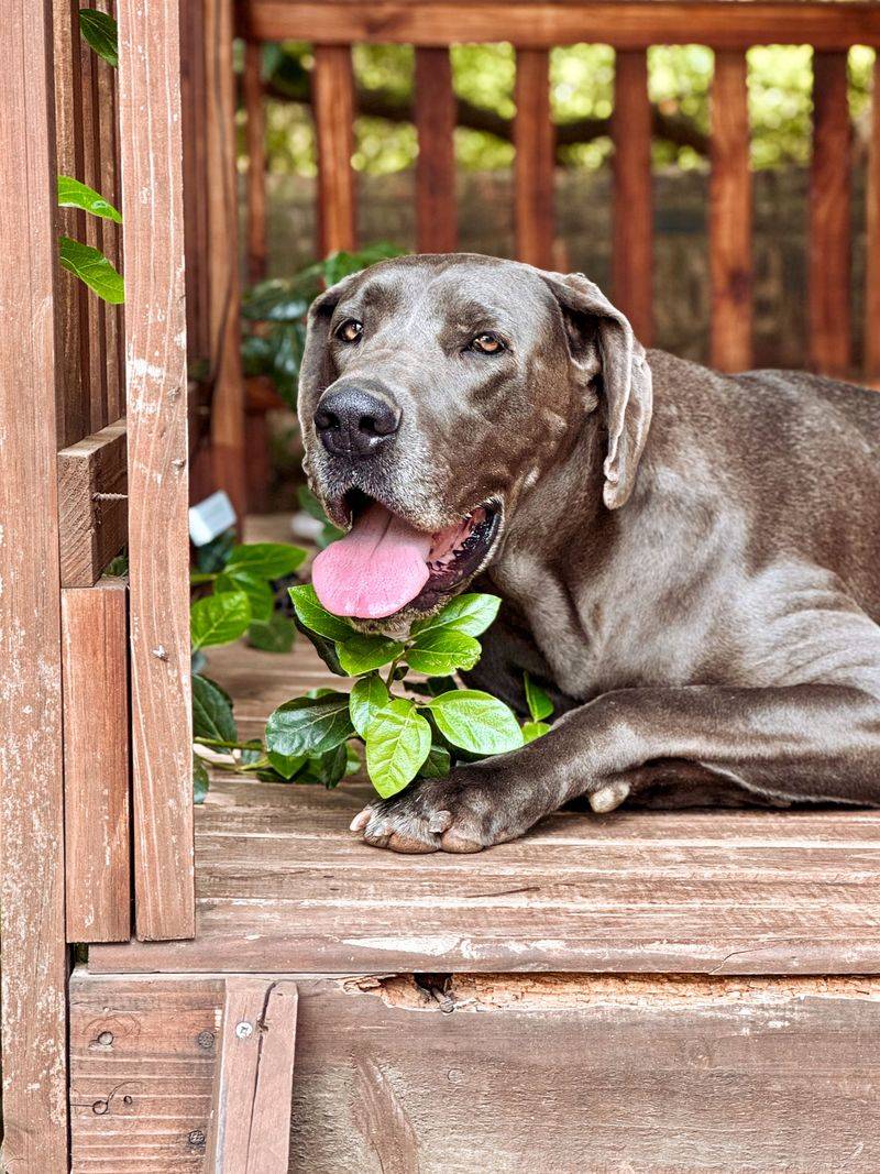 Puppy energy isn't the whole story - Some breeds seem to arrive with a surprisingly thoughtful side 5 Great Dane - the gentle ponderer