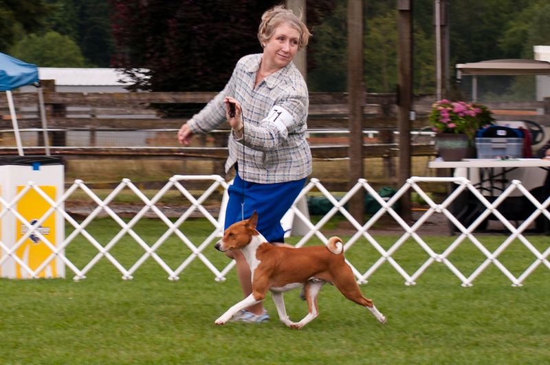 Impatient owners often struggle with these 13 remarkable dog breeds 8 Basenji