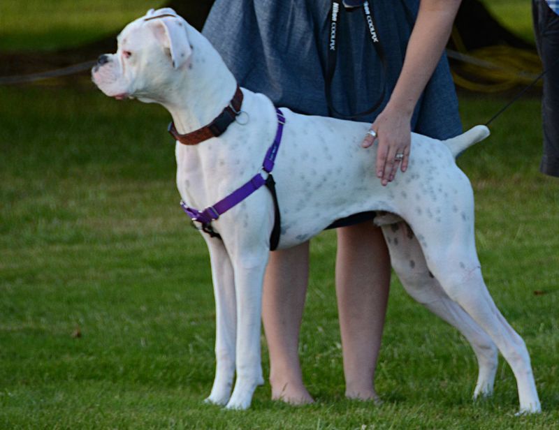 Keeping their cool comes naturally to these emotionally balanced companions 7 Boxer