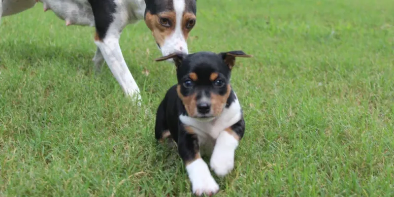 11 safe ways to help your dog meet other dogs 4 Allow gradual introductions