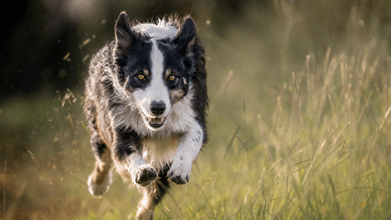 Loving these 13 dog breeds is easy - keeping up with everything they require can be the real test 4 Border Collie