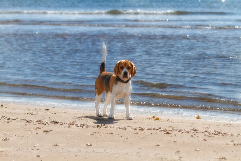 Busy households ask a lot from a dog - These breeds often have qualities families appreciate 3 Beagle