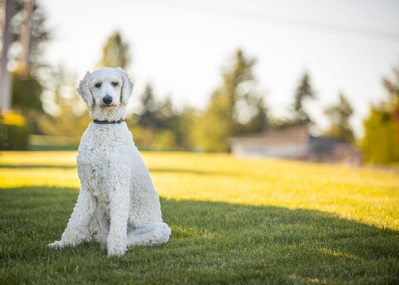 Praise fades quickly for these dog breeds - but routine stays with them 8 Standard Poodle