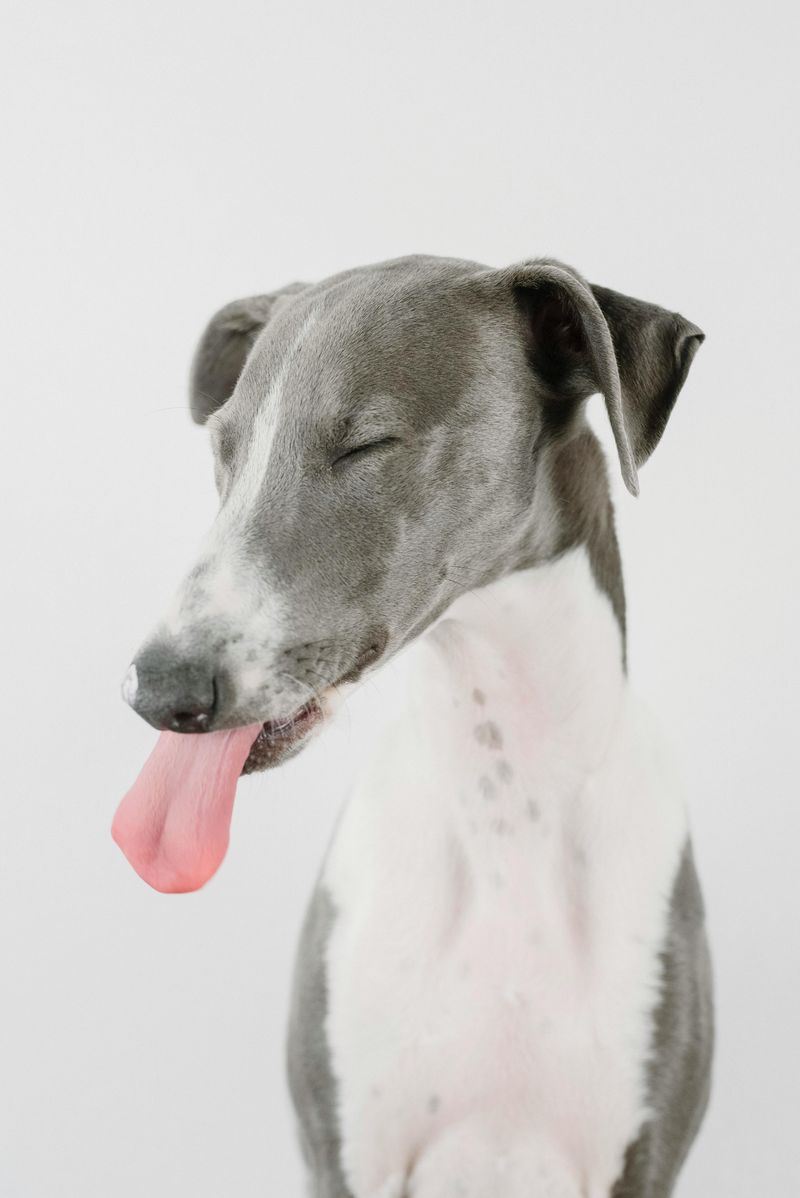 13 Dog Breeds That Stay Peaceful Indoors Even in Tight Spaces 14 Greyhound