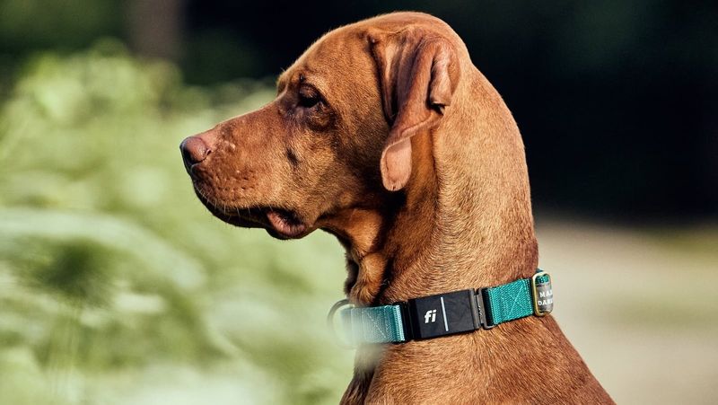 Fi Smart Dog Collar