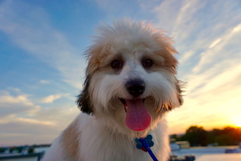 Havanese