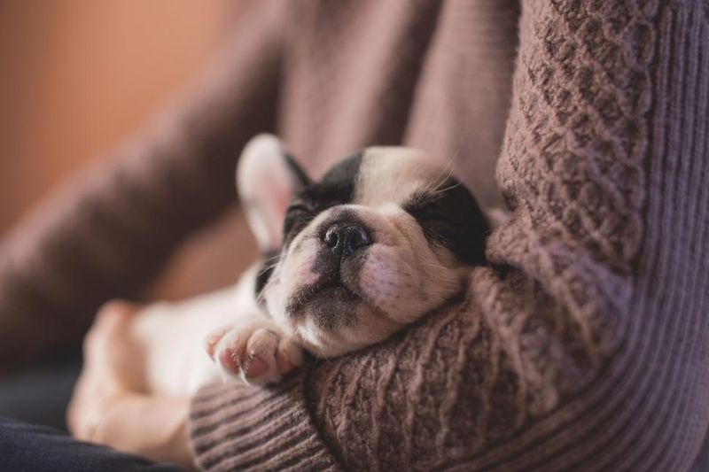 Most owners miss these 11 powerful signs of canine love 3 Sleeping near you