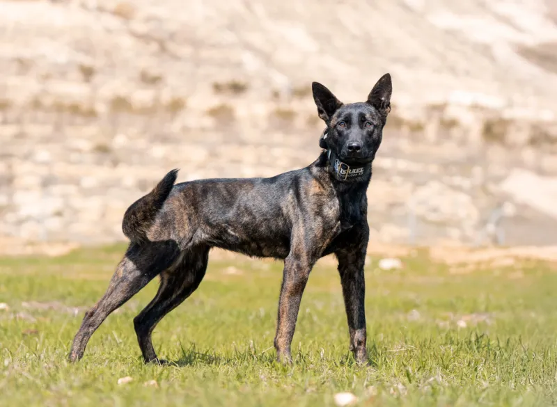18 dog breeds that make “we’ll figure it out later” a terrible strategy 19 Dutch Shepherd