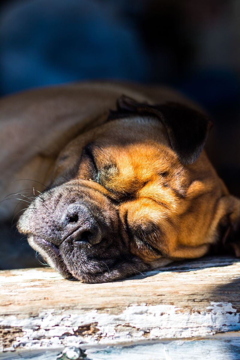 The toughest-looking dog in the neighborhood may secretly be the biggest softie in the house 4 Bullmastiff