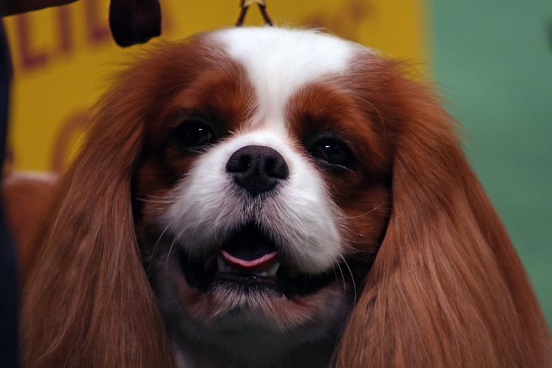 Cavalier King Charles Spaniel