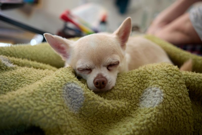 Chihuahua