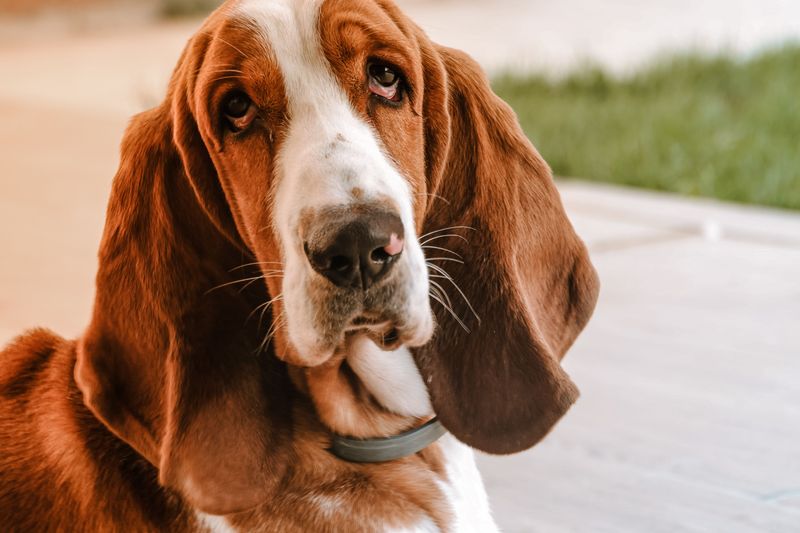 If peaceful days sound better than nonstop activity, these dog breeds deserve a closer look 3 Basset Hound