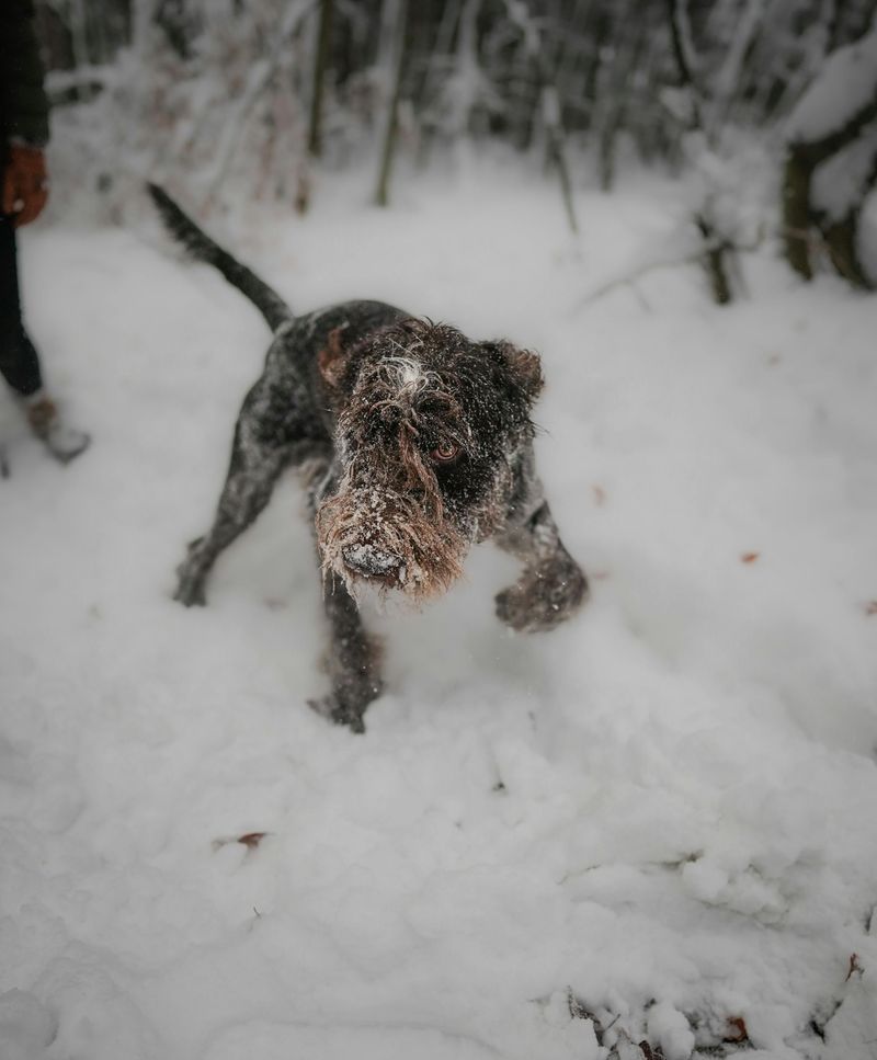 Spinone Italiano