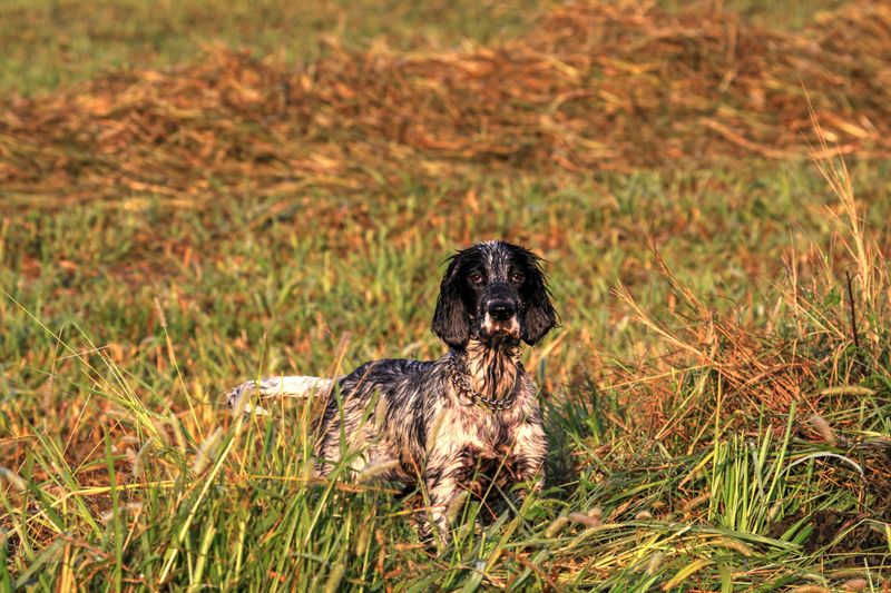 English Setter