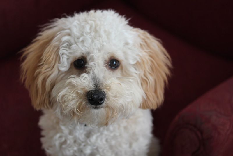 Toy Poodle