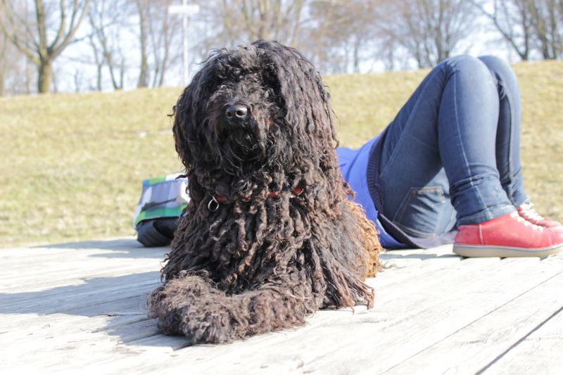 14 dogs that love a job (even if you didn’t plan on giving one) 11 Bouvier des Flandres