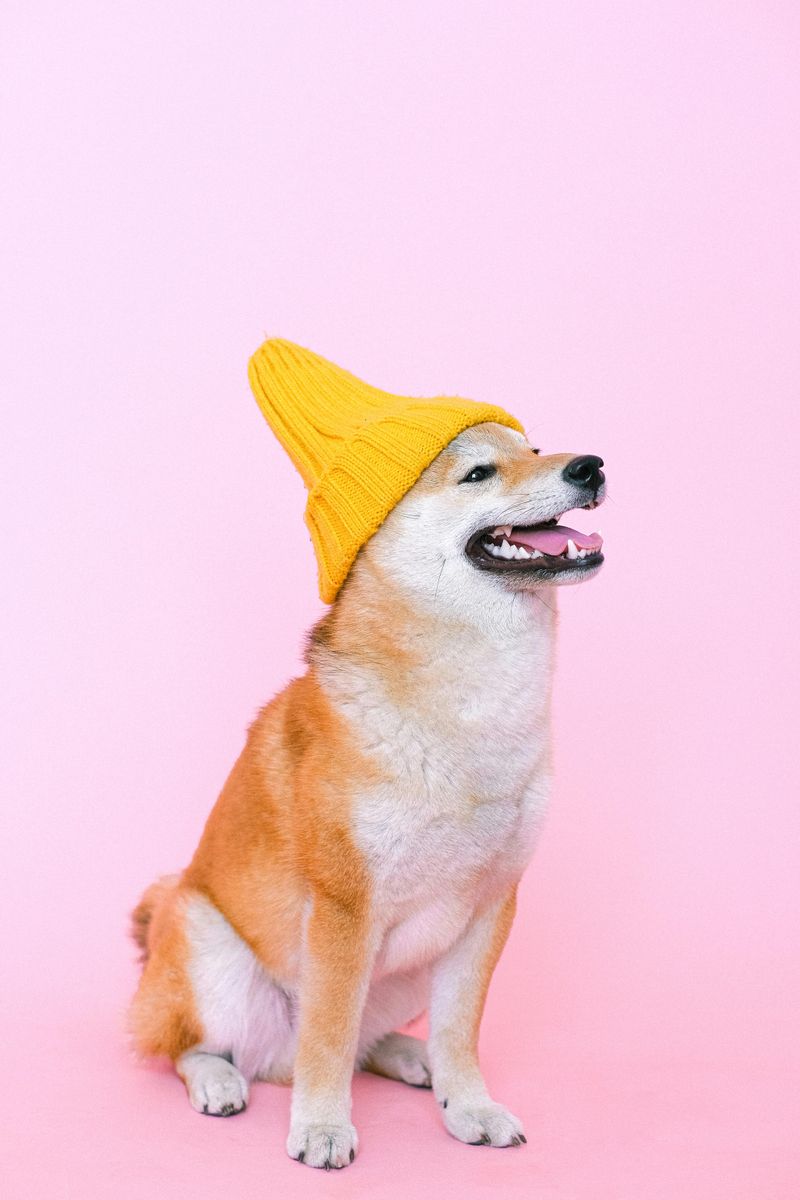 Shiba Inu