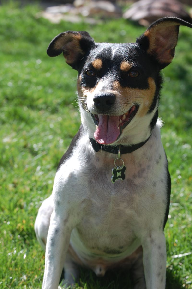 Toy Fox Terrier