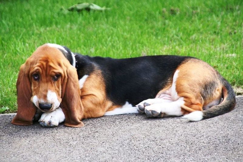 Looking for a calm companion? These dog breeds value quiet moments together 10 Basset Hound