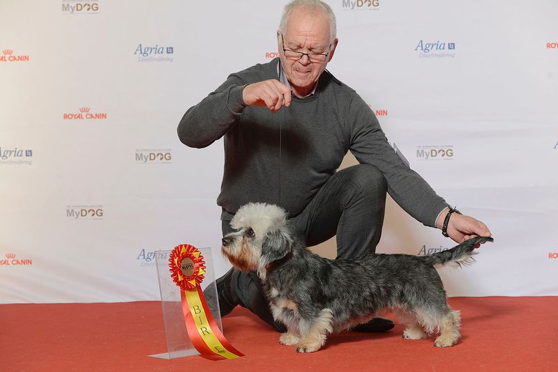 They may be closer to the floor - but these dog breeds are never short on personality 8 Dandie Dinmont Terrier