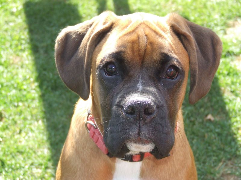 Looking for a kid-friendly companion? These 10 breeds consistently stand out 5 Boxer