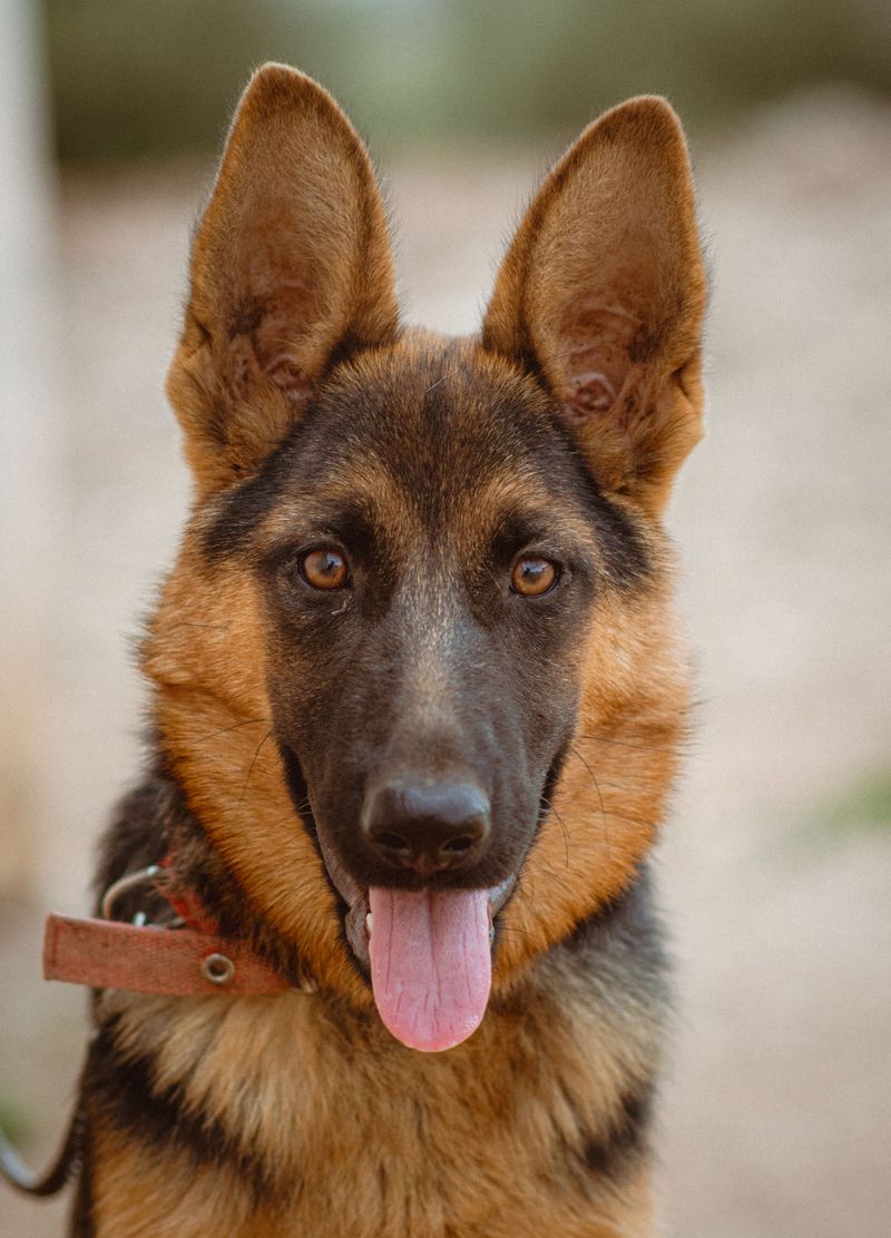 12 dog breeds that can lose their homes because owners expected a completely different dog 3 German Shepherd