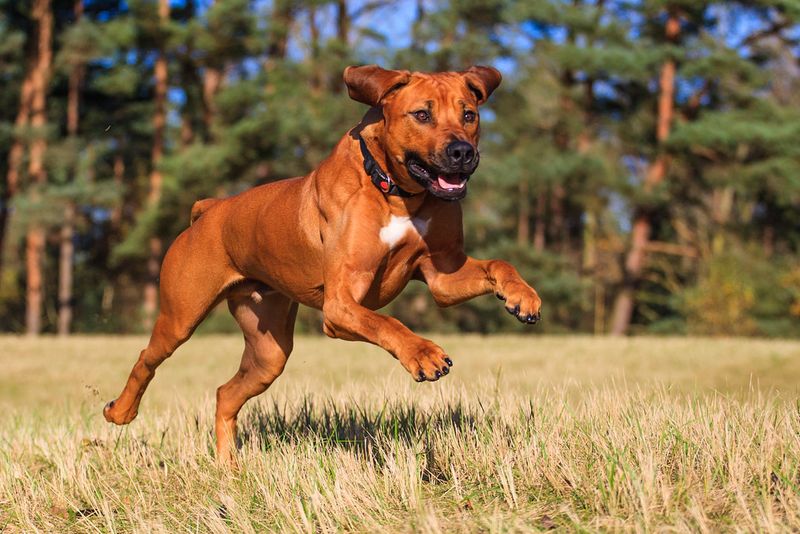 14 dog breeds that feel safest with one confident owner leading 8 Rhodesian Ridgeback