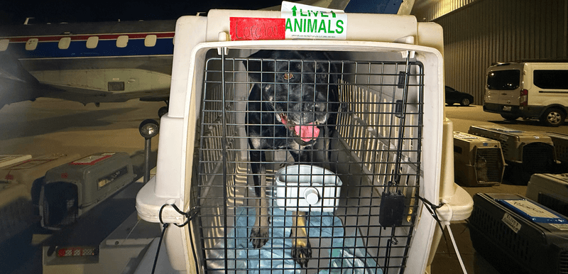 10 small acts that can make a huge difference for shelter dogs 10 Help with transport needs