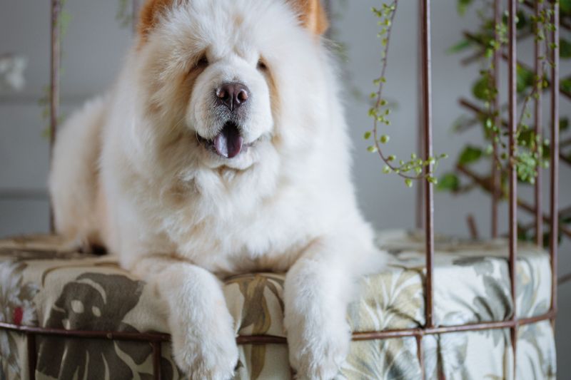 Training experience helps, but these dogs can still make owners question everything they know 8 Chow Chow
