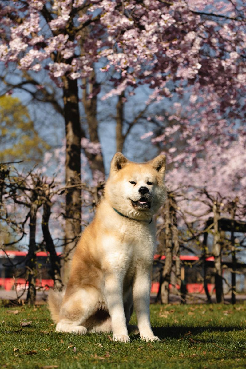 12 dogs that prove love isn’t always obvious 5 Akita