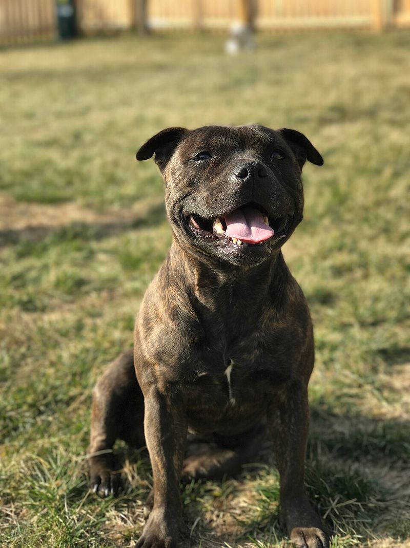 These 10 brindle dogs combine striking looks with unforgettable personalities 8 Staffordshire Bull Terrier
