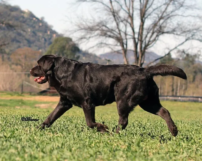 Busy households ask a lot from a dog - These breeds often have qualities families appreciate 4 Labrador Retriever