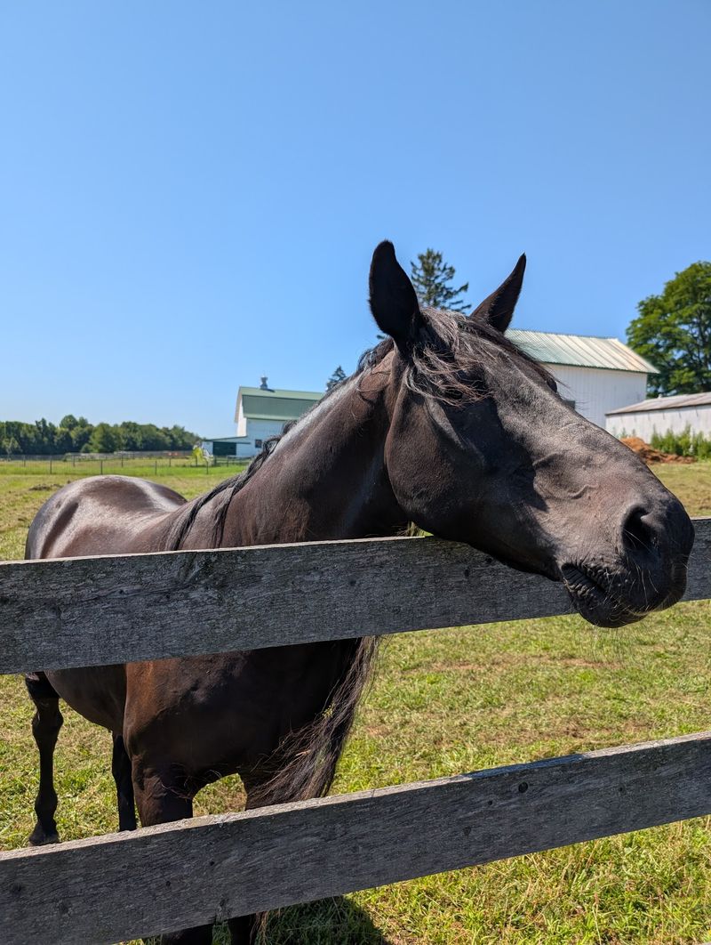 Cracker Box Palace at Alasa Farms