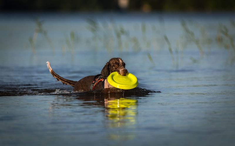 Some companions recover so naturally from change that owners barely notice it happened 5 Portuguese Water Dog