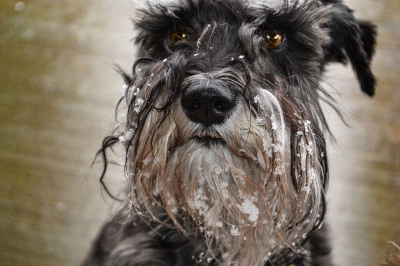 Some dogs charge into trouble - These breeds would rather figure out whether trouble is worth it 4 Standard Schnauzer