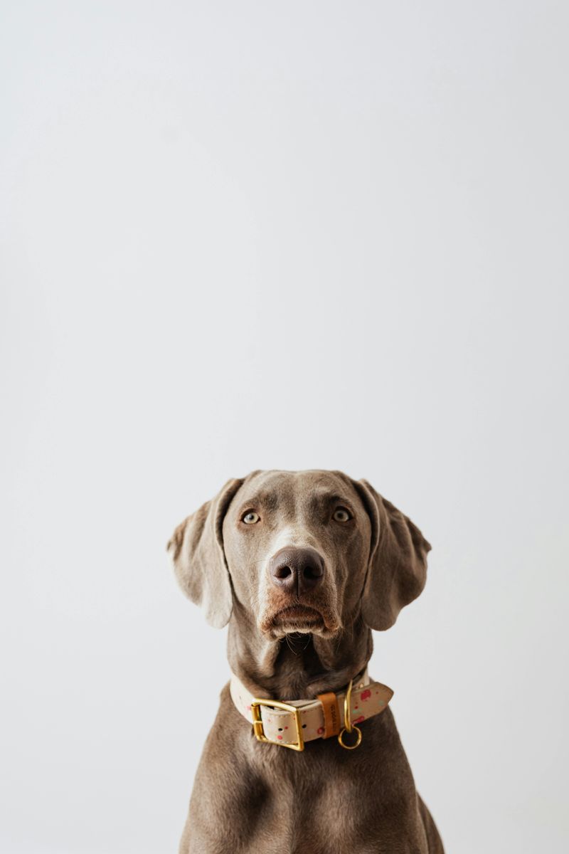 Canine Anxiety Content Is Peaking - 12 Breeds That Keep Showing Up in “Calming Protocol” Threads 12 Weimaraner