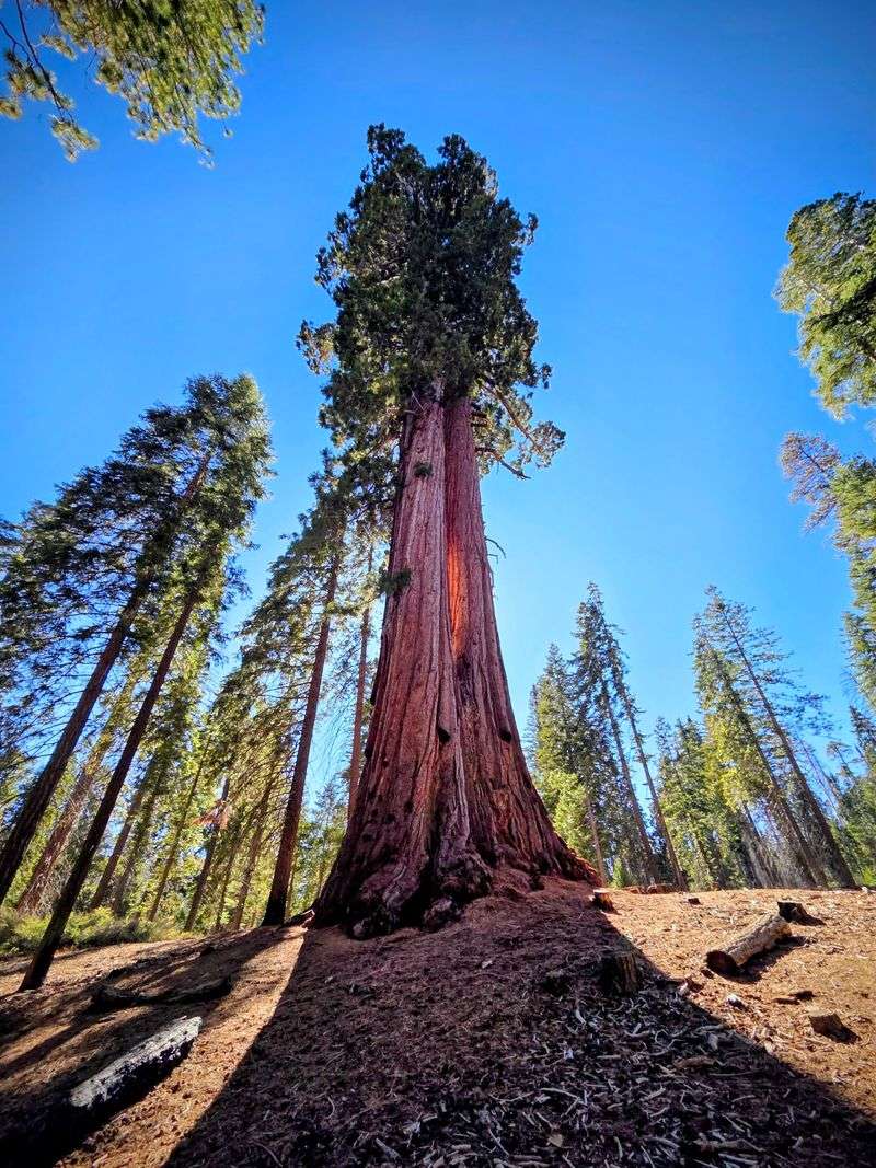The First Giant at the Trailhead