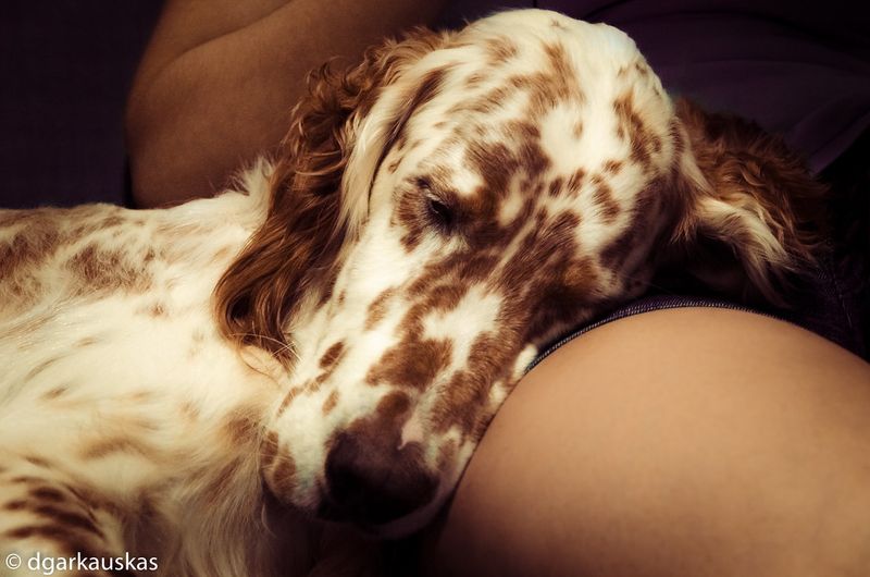 Some dog breeds don't fill the room with excitement - they fill it with reassurance 11 English Setter