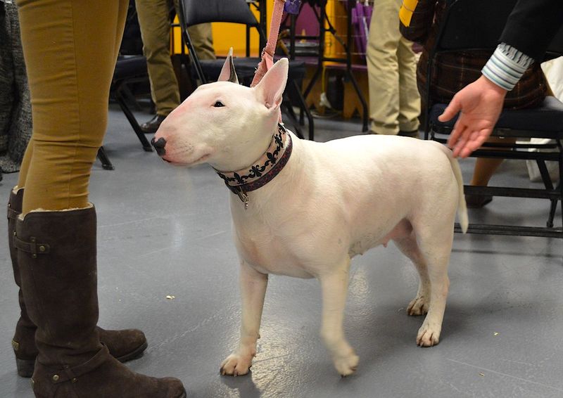 Bull Terrier