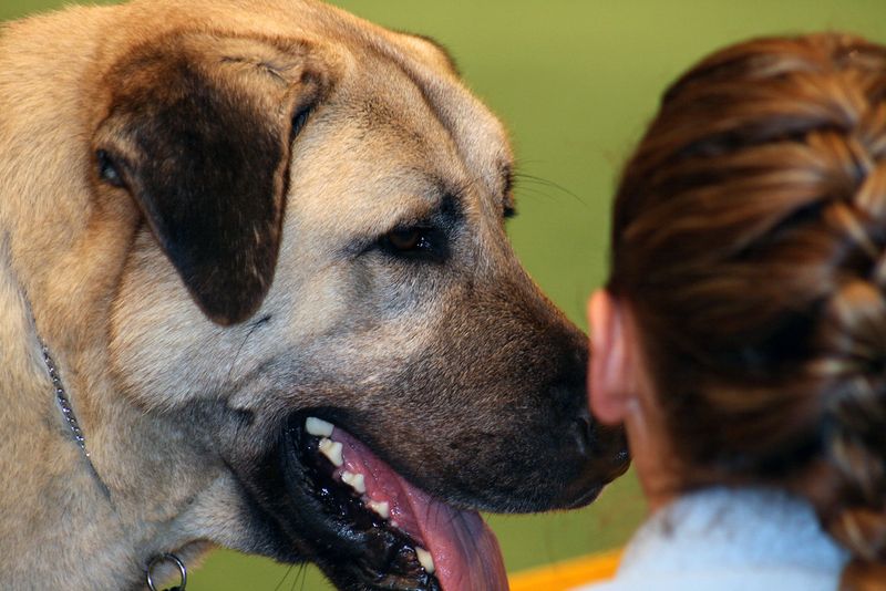 Dirt roads, open fields, and hard work suit these 13 dog breeds perfectly - plus 3 modern rural stars 7 Anatolian Shepherd Dog
