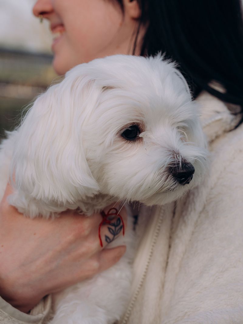 Your cat already runs the house - These dogs may be among the least interested in changing that 6 Maltese
