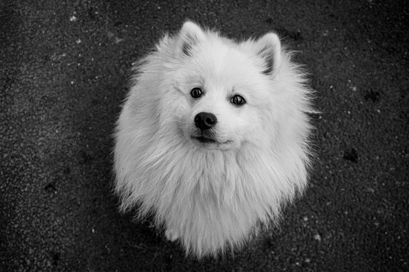 Japanese Spitz