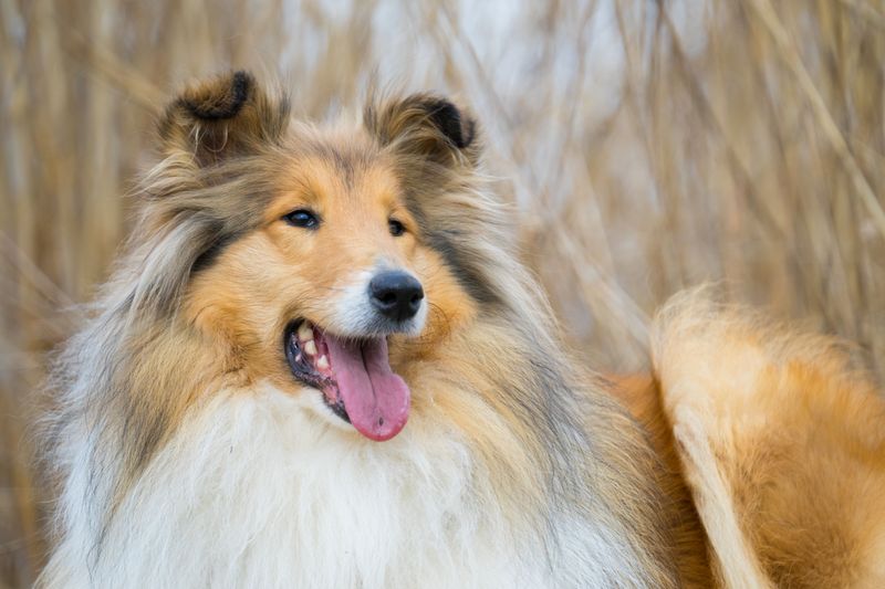 These 12 dog breeds would rather spend one perfect afternoon with you than meet a hundred new people 11 Rough Collie