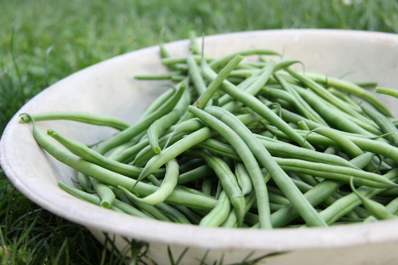 12 healthier snacks that dogs love and experts recommend 5 Green beans