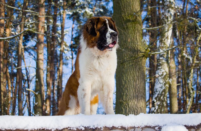 You call it freezing - These dogs may call it perfect walking weather 9 Saint Bernard