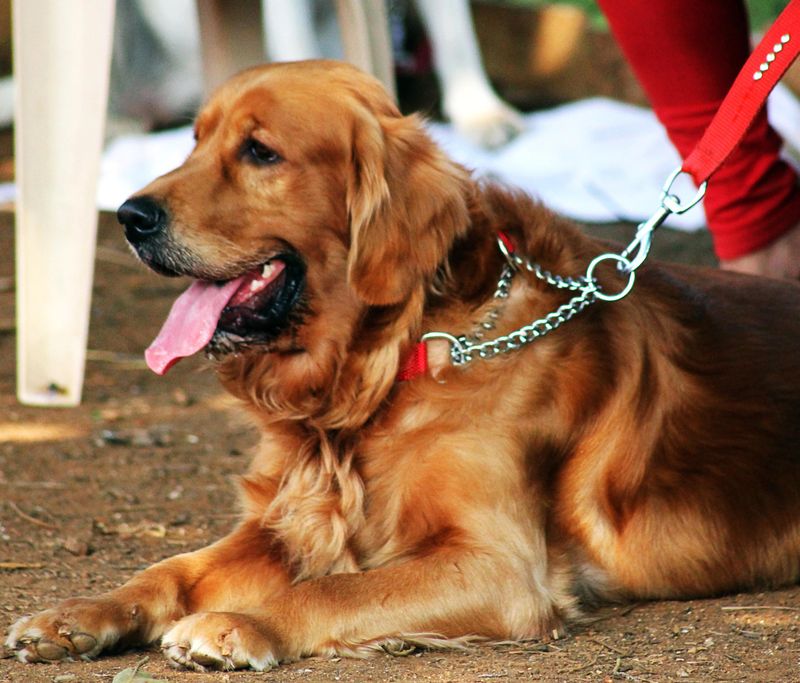 Some dog breeds leave owners so satisfied they'd happily choose them all over again 11 Golden Retriever
