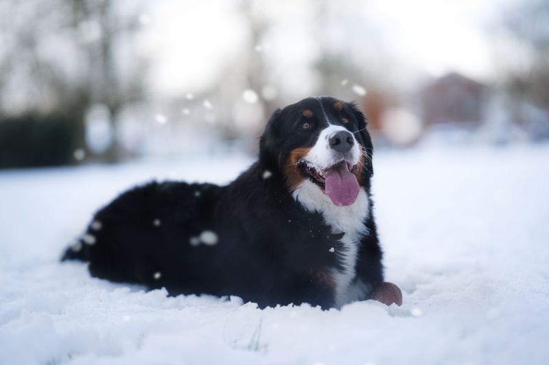 You call it freezing - These dogs may call it perfect walking weather 6 Bernese Mountain Dog