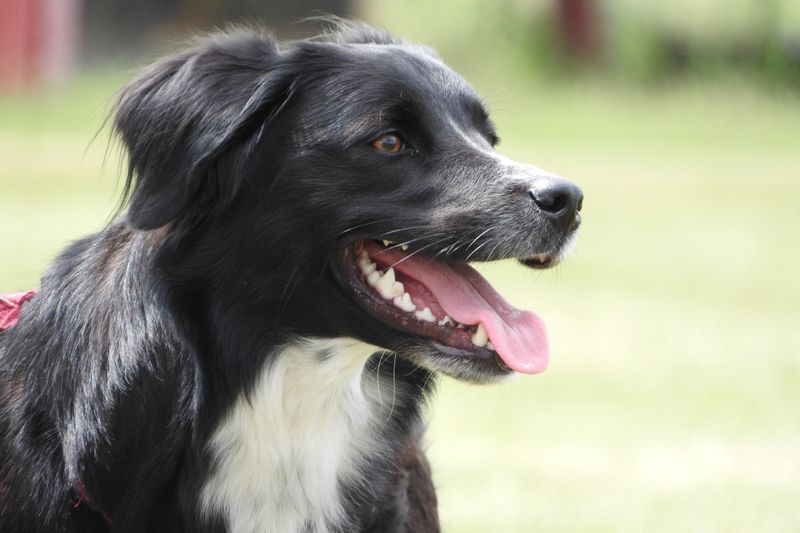 A well-planned routine helps these dog breeds flourish indoors 6 Border Collie