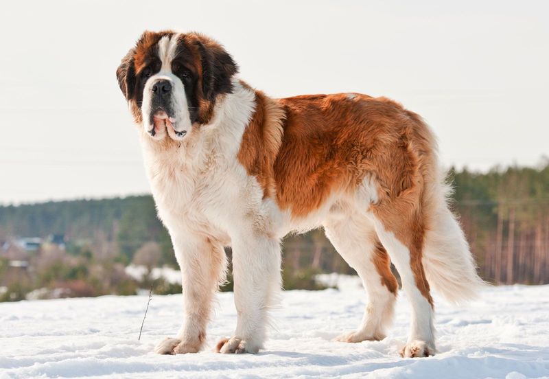 A normal walk can become dangerous much faster for these 15 dog breeds 12 Saint Bernard