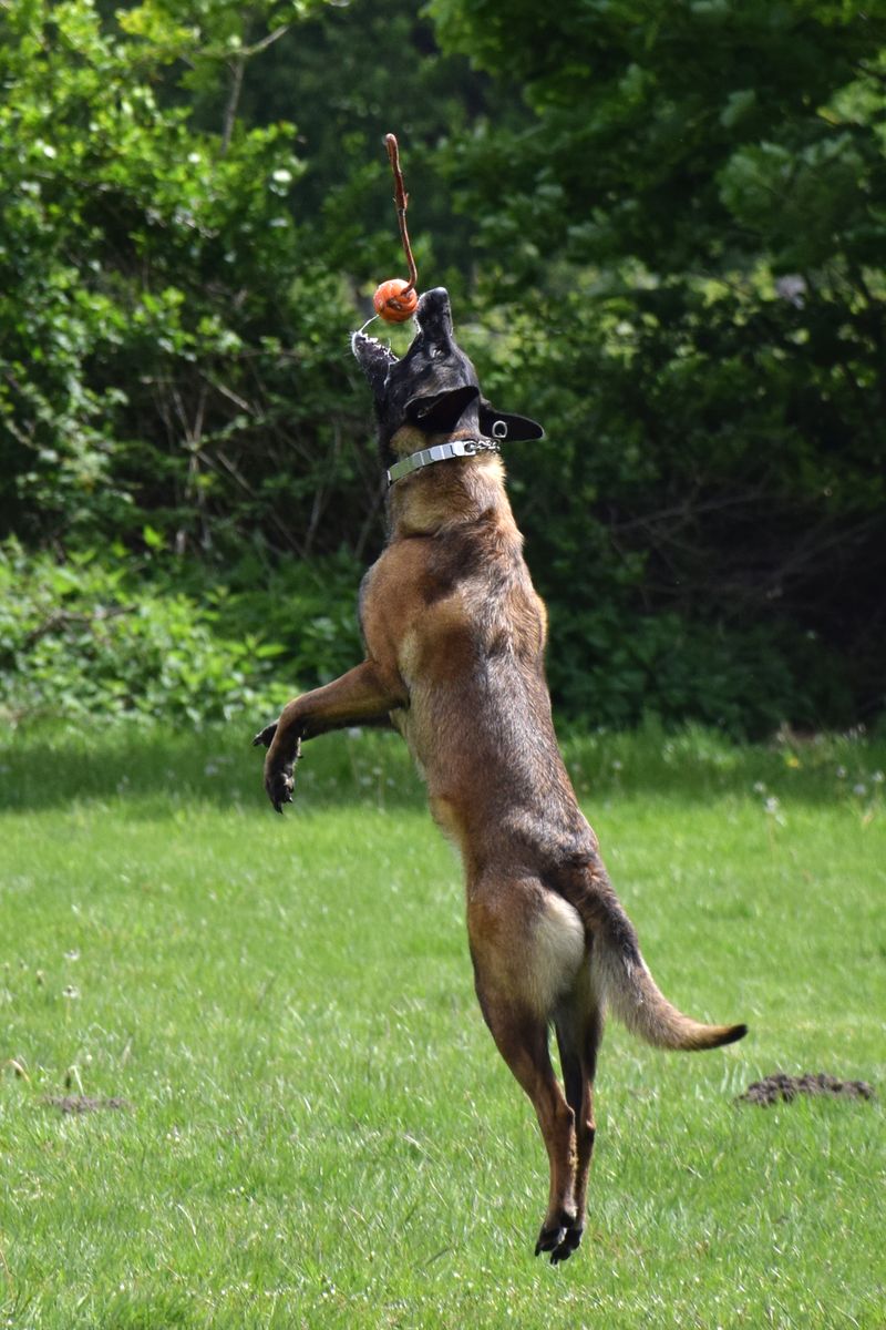 Loving these 13 dog breeds is easy - keeping up with everything they require can be the real test 3 Belgian Malinois